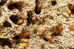 early signs of termites