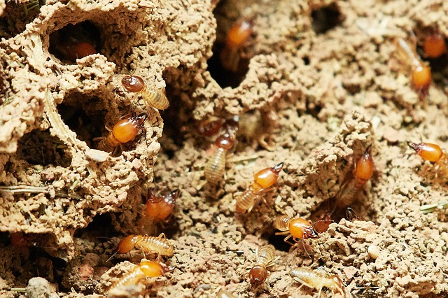 Do Termites Hang from the Ceiling?